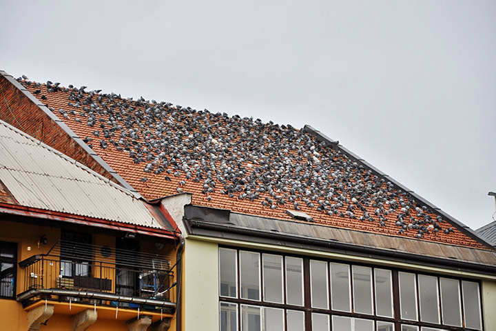 A2B Pest Control are able to install spikes to deter birds from roofs in Hebden Bridge. 