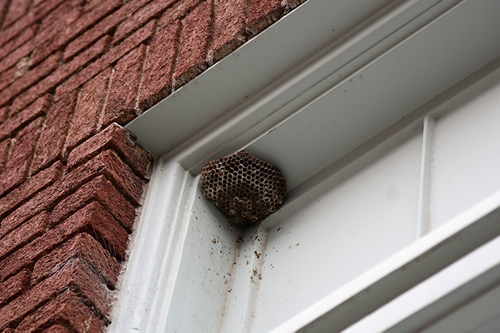 We provide a wasp nest removal service for domestic and commercial properties in Hebden Bridge.